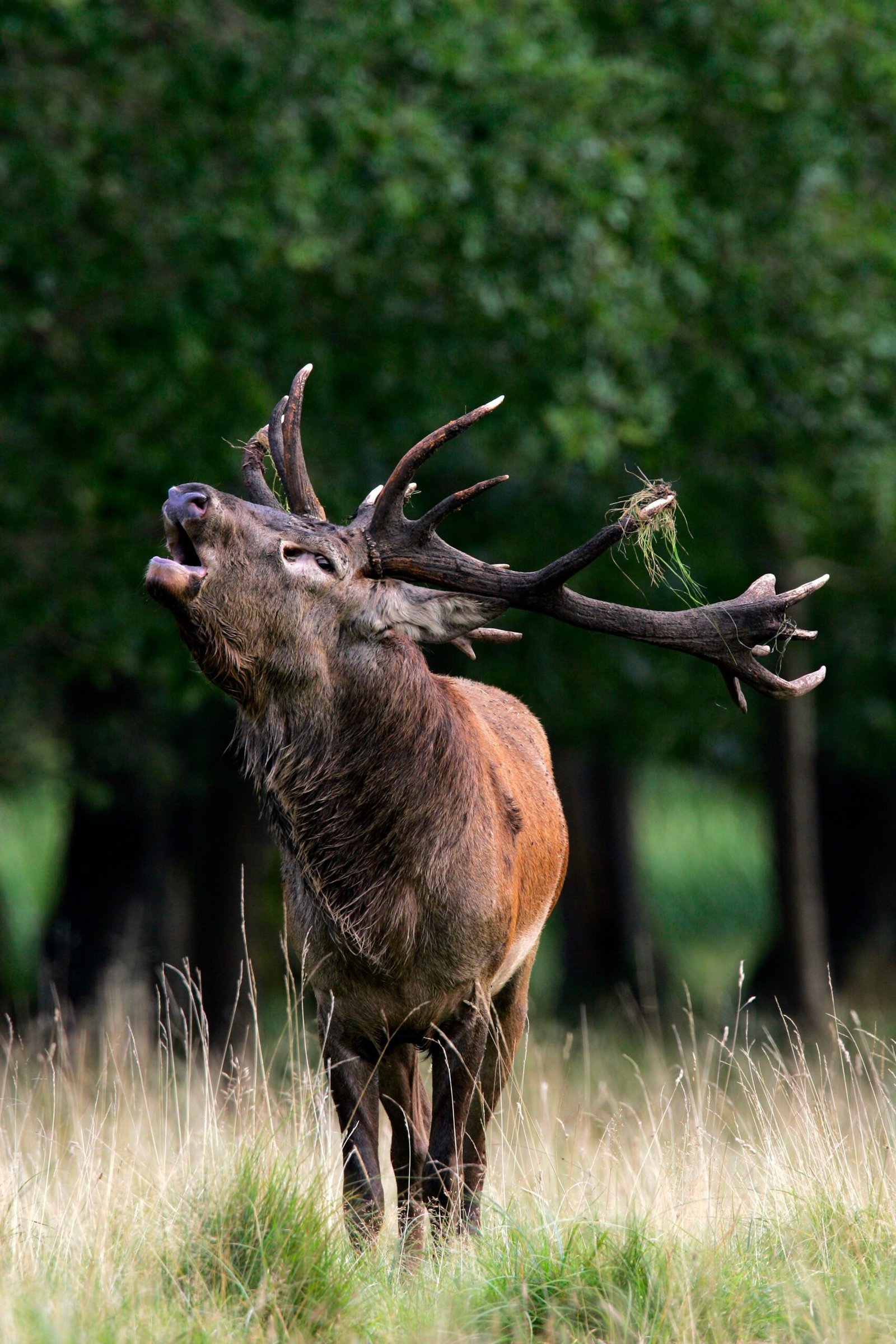 Vadászati lehetőségek